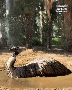 43K views · 867 reactions | Beating the heat   Keeper Bec | Perth Zoo | Facebook
