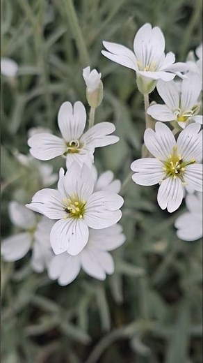 Tiny White Flowers #subscribe #foryou #flowers