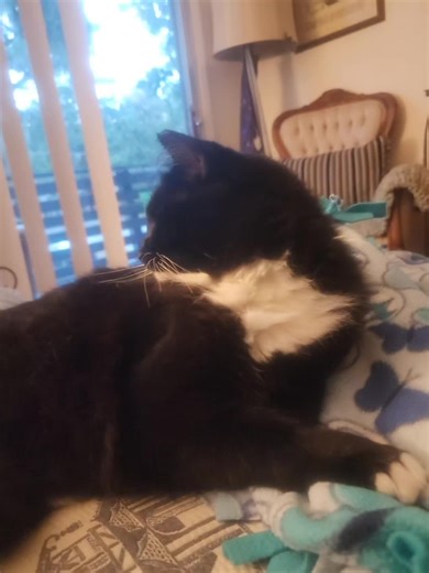 yepper that is lazy kitty buddy