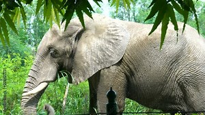 Side angle of an African elephant eating plants and moving in the forest.