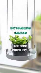 Catch every drop with this easy DIY saucer setup 🌱 🪣 #houseplants #diy #saucer #hangingplants #plantcare | Succulents Box