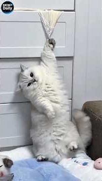 Funny cats!🥰🥰/Смешные котики🥰🥰77