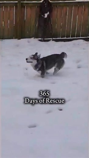 2025 was full of highs and lows, and we couldn’t do it without you. 🐾 Every day matters in rescue, so every gift matters too. Rescue never takes a day off, and as we launch into 2026, we still need you to make it all happen. 🐱🐶 Link in bio it pawsatlanta.org/donate to make your year-end gift. ❤️ #dog #cat #2025recap #365daysofrescue #pawsatlanta | PAWS Atlanta