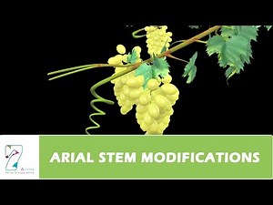 Stem and its modifications Video Lecture | Biology Class 11 - NEET