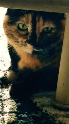 "Esperanza's As the Look of Love Turns General Animal Hospital Episode 153"