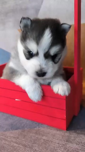 #Pomsky Puppies available for adoption! ❄️🐶💕 8-10 weeks old, healthy males & females available. Both parents on-site. Contact us for more details! All documents & shots up to date. If you're interested in meeting them, please message us to start an adoption application. Remember to like & share the page to help them find a home! #dogrescue #sandiegodog #Pomsky #itsthepits #itsthepitsdogrescue #rescue #foster #adopt #fosteringsaveslives #adoptdontshop #adoptable #PomskyAdoption #sandiego #south