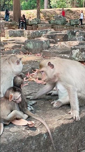 “Angry Mommy Monkey Scolds Her Baby… But It’s Actually So Cute 😳🐒”