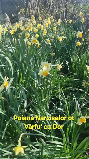 Videoclipuri postate de Iulian (@istoria_pe_limba_ta) cu sunet original - Iulian