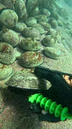 🌊💙Te toto o te tangata, he kai; te oranga o te tangata, he whenua🌿💚 Keeti-Moana Clarke ❤️ #Takirua #pāua #aotearoanz #ruku | Shan Fitz