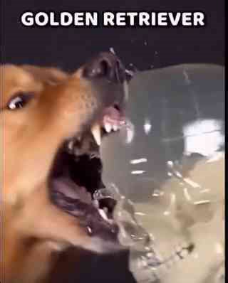 Video briefly compares bite force across dog breeds, showing how size and jaw structure affect potential impact