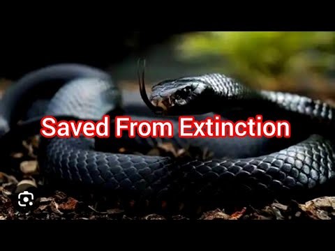 The Top 5 Animals saved From Extinction #animals
