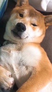 What dreams did you have | Pet planet