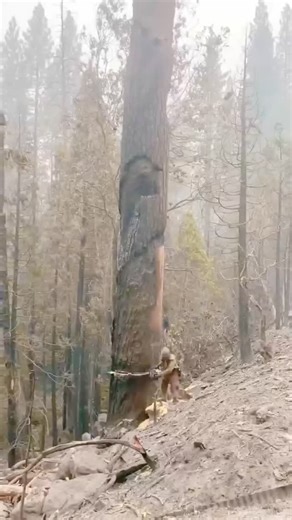 Super Loggers Cutting Big Trees #tree #asmr #satisfying #treecutting | Muaaz ASMR