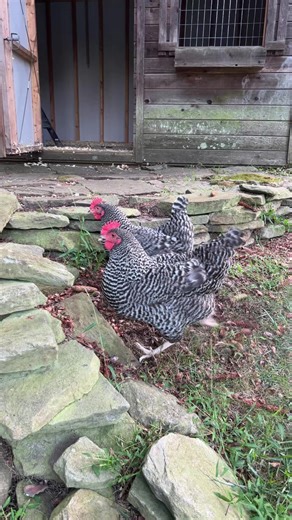 Chickens free ranging