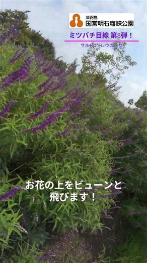 【国営明石海峡公園】ミツバチ目線第8弾！ サルビア･レウカンサ(9/8(月)撮影)