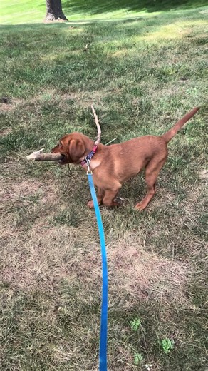sammietheredfoxlab (@sammietheredfoxlab)’s videos with original sound - presleytried