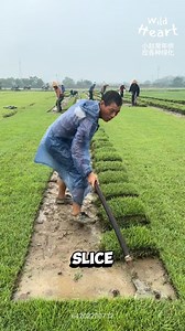 281K views · 2.2K reactions | The Work Behind Instant Lawns #sodfarming #turfharvest #grassfarm #lawncare #farmerslife | Wild Heart | Facebook