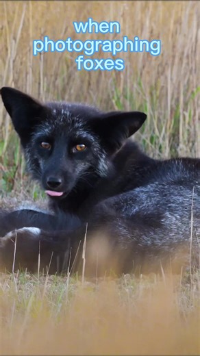 When photographing Foxes. #foxes #wildlifephotography #wildlife #howtophotograph #howtophotography