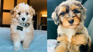 Aussiedoodle - 12 Surprising Facts You Should Know About