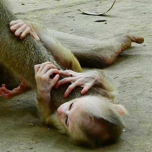 Baby monkey crying loudly when mom trying to leave her alone