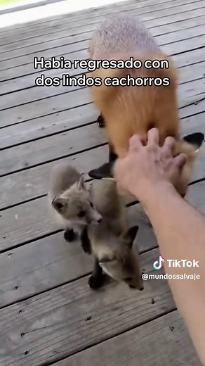 Salvando a Un Zorro Del Ataque De Un Oso