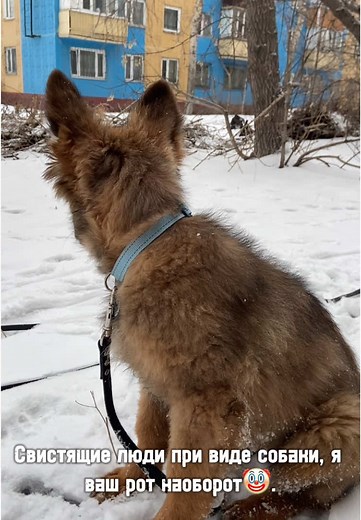 Тᴦᴋ:Дᴏʍ дᴀйᴩы: (@zonar_german)’s videos with оригинальный звук - Тᴦᴋ:Дᴏʍ дᴀйᴩы: