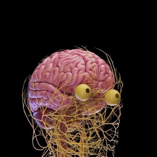 A highly detailed and medically accurate 3D model of the human nervous system.📽: SciePro