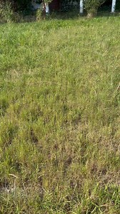 This giant haint blue porch in Roxboro is a dream 🩵 | Old Homes of North Carolina