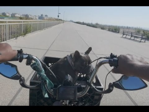 Driving Ms Burger to the Beach | Adventures & Antics of Indi & Burger