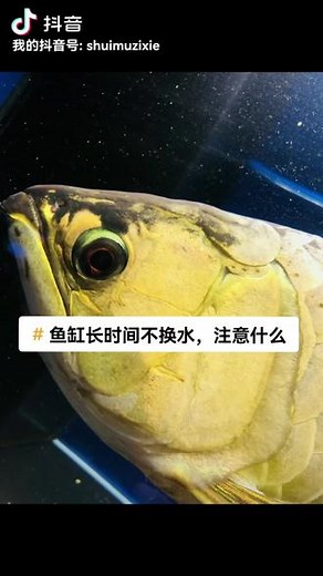鱼缸长时间不能换水，请您注意五点，欢迎玩家补充 #龙鱼 #观赏鱼 #鱼缸 ，