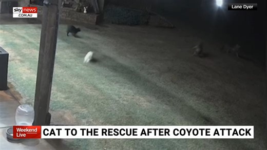 697K views · 43K reactions | Footage has captured the moment a cat has saved a dog after it was attacked by coyotes. Watch the full episode at www.skynews.com.au/flash | Sky News Australia | Facebook