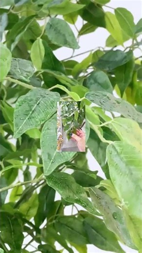 This 6ft artificial ficus tree instantly brings life and freshness into any room 🌿