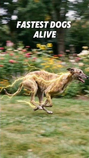This is Too Fast!! Top 5 Fastest Dogs in the World - Fastest Dog Alive