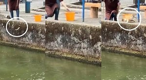 La pesca fortunata... fino a quando non arriva il gatto