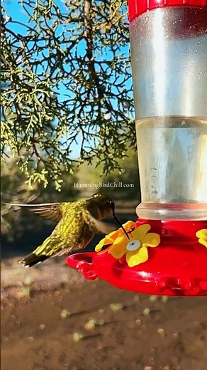 The best hummingbird in slo mo video