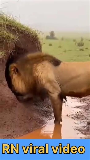 #animals #wildanimals #wildlife #shorts