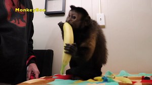 10K views · 1.3K reactions | Capuchin MonkeyBoo eats a GIANT banana!! MonkeyBoo loves his bananas and has problem eating it all! MonkeyBoo banana videos are part of what makes him the goat! | MonkeyBoo | Facebook