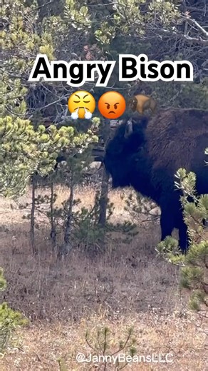 Angry Bison Shredding a Tree! 😤😡🦬
