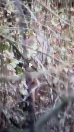 “The Beer Can Buck” #deer #outdoors #hunting #wildlife #deerhunting #beer | Corey McGowan