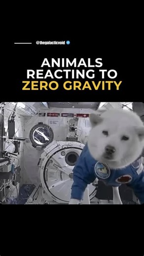 18K views · 4K reactions | When exposed to zero gravity, animals show a mix of curiosity, confusion, and remarkable adaptability. Cats, known for landing on their feet, twist aimlessly, unable to find stability. Dogs and monkeys paddle through the air, while mice tumble at first but quickly master anchoring themselves. Even birds and fish adapt: birds switch to pushing off surfaces, and fish swim erratically before floating calmly. | The Galactic Void | Facebook