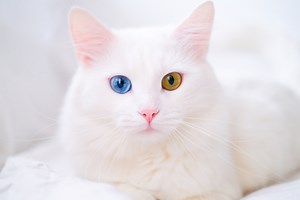 Albino Cats: How to Know You're Living with One