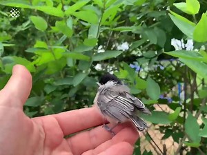 30K views · 365 reactions | Family successfully reunites lost #chick with #mother❤️ | Newsflare | Facebook