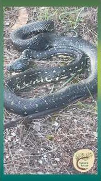 Surprise Encounter! A Diamond Python