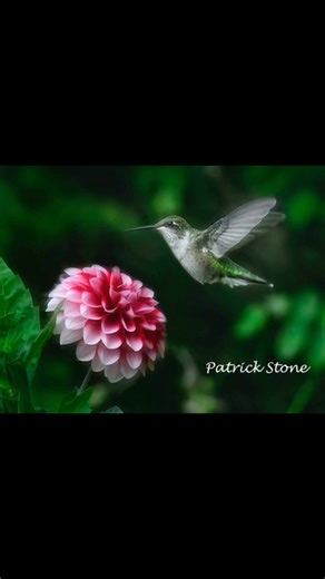 “Stop and Smell the______” was the club’s challenge for October…something to spark members’ creativity!! Unique perspectives. | Brandon Camera Club | Facebook