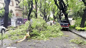 Storm damage to trees and nature, causing broken trunks and fallen branches. The green environment suffers destruction from the hurricane s wind and rain. Roads and houses are impacted, with insurance