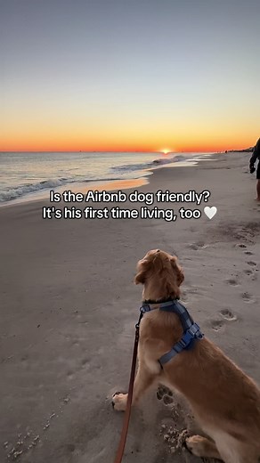 Dog Friendly Vacation Rentals in Gulf Shores