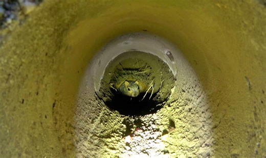 38K views · 922 reactions | As I am sure you all know, TODAY is Squirrel Appreciation Day  After watching Squirrelington, you should watch Wellington here: https://www.hopeforpaws.org/blog/Wellington (I am amazed how many of you missed this video - the dog almost died waiting for a rescue, and I could have died getting to this rescue)  I hope you will enjoy both stories. ❤ Eldad | Hope For Paws | Facebook