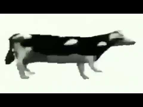 Russian cow dances