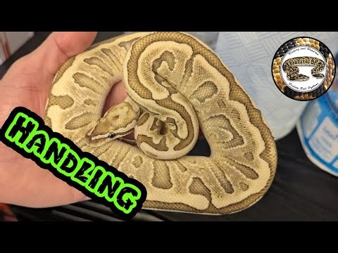 How To Handle A Ball Python Safely (beginner's Guide)