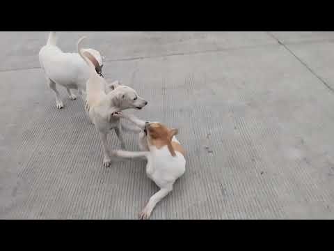 BIG AND SMALL DOGS MATING